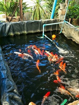 การเลี้ยงปลา หรือสัตว์น้ำในบ่อพลาสติก LDPE