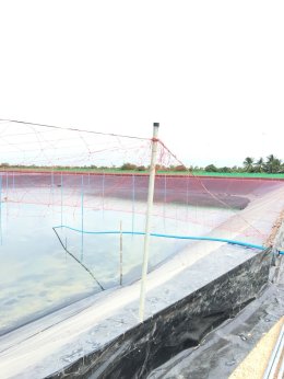 ปูบ่อพลาสติก LDPE แบบฝังชาย โดยใช้สลิงพลาสติก PE