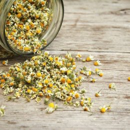 ดอกคาร์โมมาย (Chamomile Flower / ดอกคาโมมายล์)