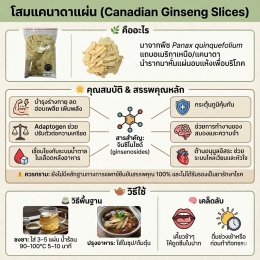 โสมอเมริกา/แคนนาดาแผ่น เอียเซียมแผ่น โสมขาว 