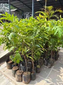 PT PSP Tanam 75 Bibit Pohon di Desa Klapanunggal, Bogor