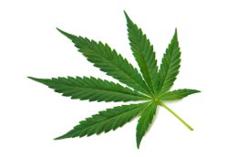 Hemp