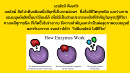 เอนไซม์คืออะไร