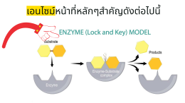 เอนไซม์คืออะไร
