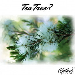 Ingredients Series ตอนที่ 3: Tea Tree ต้นกำเนิด Tea Tree Oil ส่วนผสมทรงคุณค่าในโทนเนอร์และเครื่องสำอางหลากหลายชนิด!