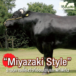 มิยาซากิ วากิว (Miyazaki Wagyu) สวรรค์ของสายเนื้อวัววากิวญี่ปุ่น