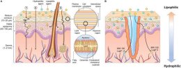 การใช้เลเซอร์เพิ่มการดูดซึมของยา Laser assisted drug delivery LADD ในการดูแลแผลเป็นนูนคีลอยด์
