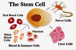 สเต็มเซลล์ (Stem Cell) เซลล์ต้นกำเนิด สเต็มเซลล์คืออะไร มีประโยชน์อย่างไร?