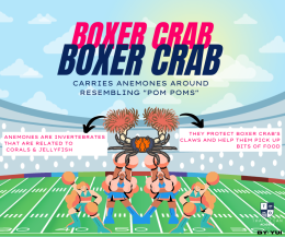 Boxer crab