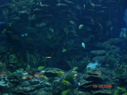 พาเที่ยว พิพิธพันธ์สัตว์น้ำ ปักกิ่ง Beijing Haiyangguan (Beijing Aquarium)