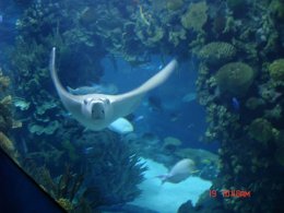 พาเที่ยว พิพิธพันธ์สัตว์น้ำ ปักกิ่ง Beijing Haiyangguan (Beijing Aquarium)