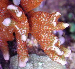 ท่านพร้อมหรือยังที่จะดูแล ปะการังโครงแข็ง (Small Polyp Scleractinia) SPS