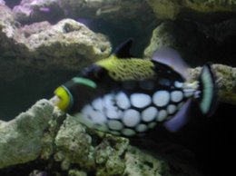 คลาวทริ๊กเกอร์ Clown Triggerfish