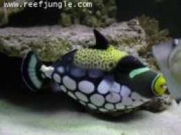 คลาวทริ๊กเกอร์ Clown Triggerfish