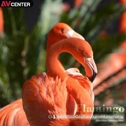 5 เหตุผลที่ช่างภาพต่างก็ชอบ นก Flamingo