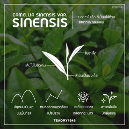 Sinensis vs Assamica ต่างกันอย่างไร