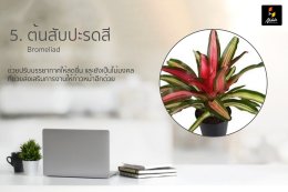 10 ต้นไม้มงคลเสริมดวง ต้นไม้เสริมฮวงจุ้ย ทั้งการงานและโชคลาภ สายมูต้องห้ามพลาด