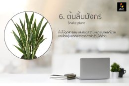 10 ต้นไม้มงคลเสริมดวง ต้นไม้เสริมฮวงจุ้ย ทั้งการงานและโชคลาภ สายมูต้องห้ามพลาด