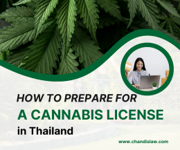 apply for cannabis selling license in Thailand