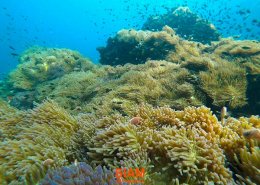 ดำน้ำดูปะการังอุทยานแห่งชาติ ระนอง-ชุมพร