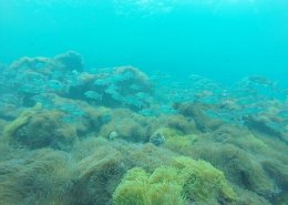 ดำน้ำดูปะการังอุทยานแห่งชาติ ระนอง-ชุมพร
