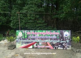 ป่าชายเลนกลางเมือง โกงกางดึกดำบรรพ์ 200 ปี