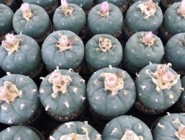 Top questions for the new Lophophora babysitter williamsii or peyote 