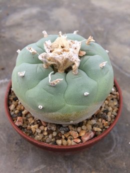 Scientists classify the species of Lophophora species into 5 main lines 