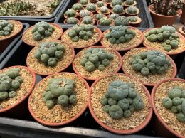How to take care when you buy new lophophora 