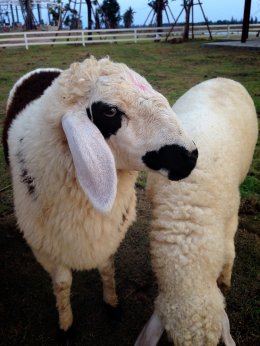 SHEEP
