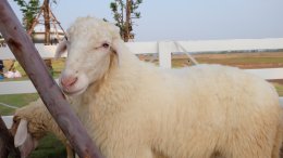 SHEEP