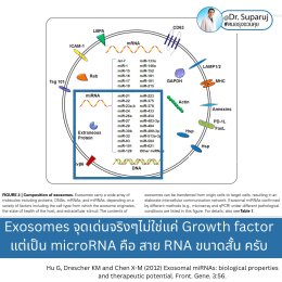 Exosomes มีบทบาทและกลไกในการดูแลฝ้า หรือไม่ & กลไกลเป็นอย่างไร ?