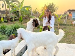 ฺBaanrabiengkao Farm animals