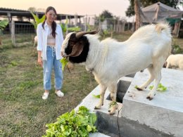 ฺBaanrabiengkao Farm animals