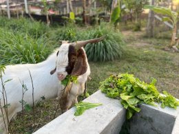 ฺBaanrabiengkao Farm animals