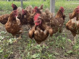 ฺBaanrabiengkao Farm animals