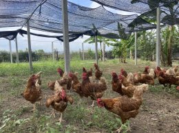 ฺBaanrabiengkao Farm animals