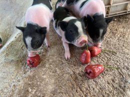 ฺBaanrabiengkao Farm animals