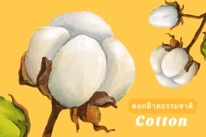 ดอกฝ้ายธรรมชาติคุณภาพดี (Cotton) วัตถุดิบในการนำมาปั่นเป็นเส้นด้ายสำหรับทอเป็นผืนผ้า