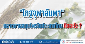 “โกฐจุฬาลัมพา” ตลาดขายสมุนไพรในประเทศไทย คืออะไร ?