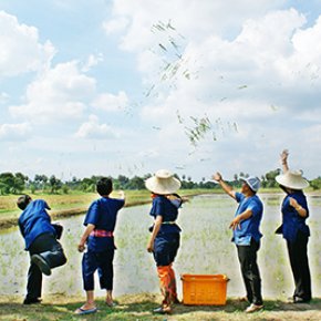 นาอินทรีย์ ไม่ใช้สารเคมี
