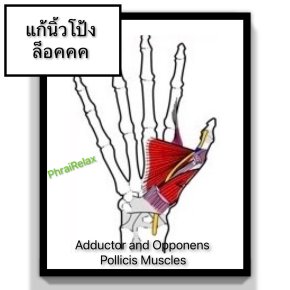 Adductor and Opponens Pollicis Muscles