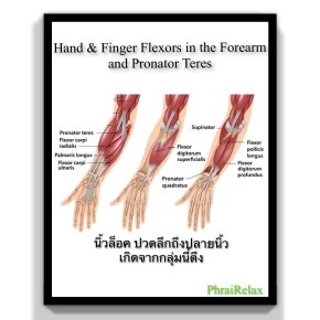 Hand & Finger Flexors in the Forearm and Pronator Teres