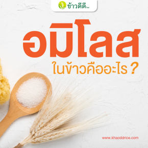 อมิโลสในข้าวคืออะไร ?