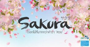 ประโยชน์ของ Sakura ดอกไม้ที่มากกว่าคำว่า 'สวย'