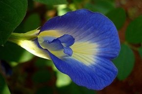 Butterfly Pea Benefits