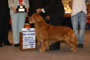 Results Best In Show 2007