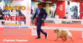 CHOW-CHOW