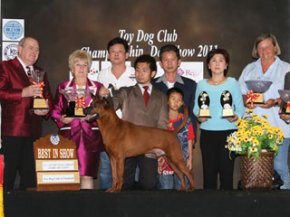TOY DOG CLUB CHAMPIONSHIP DOG SHOW 2011