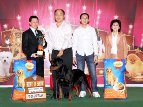 THE MALL TOY DOG CHAMPIONSHIP SHOW 1/2012(AB3)